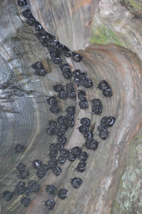 Andorinhões, sempre em casais, no vão da Cachoeira Rei da Prata, na Chapada dos Veadeiros, região de Cavalcante - GO